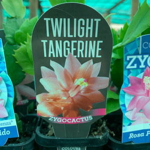 Zygocactus Twilight Tangerine