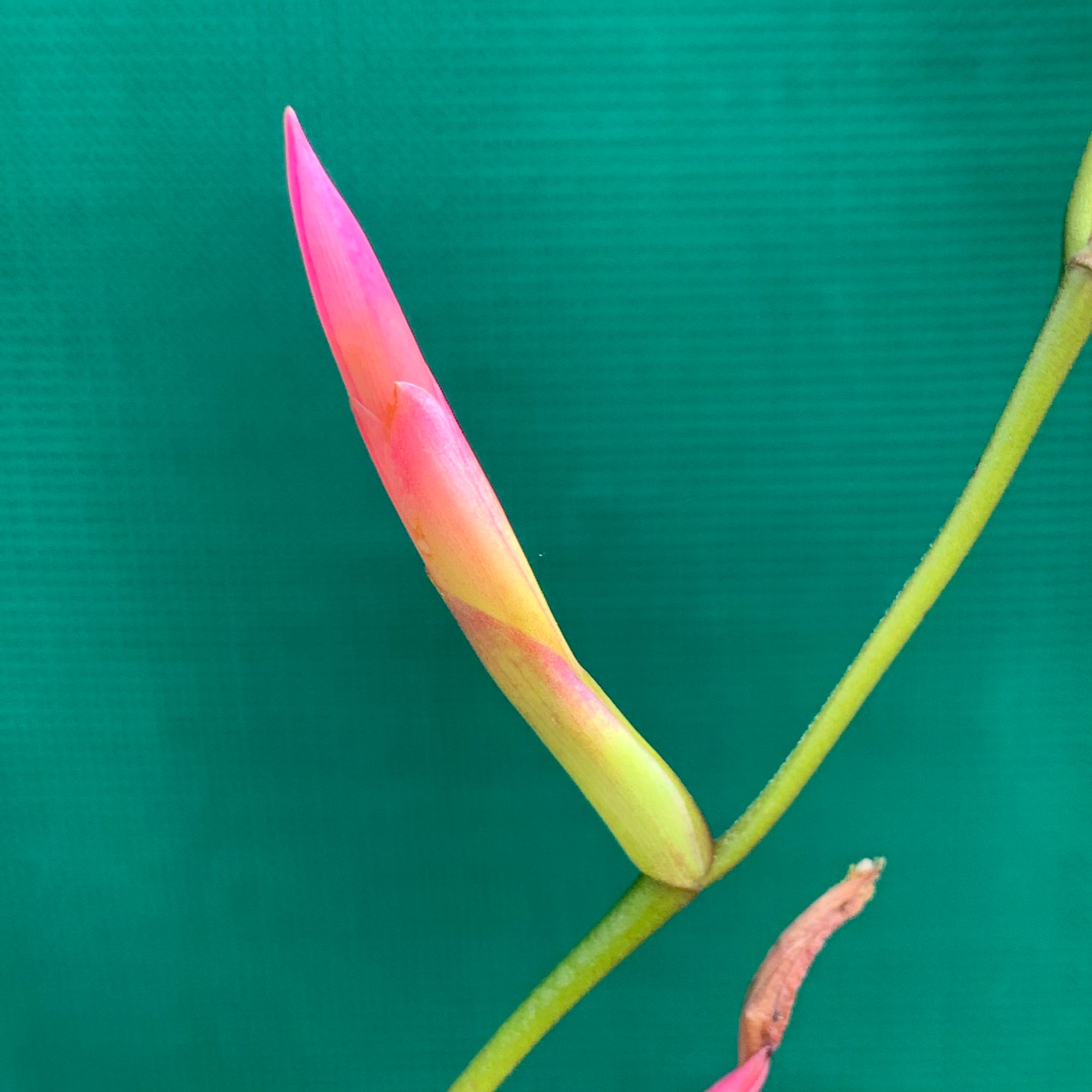 vivipara air plant Tillandsia - flexuosa Vivipara 'Greenie' ex. PT
