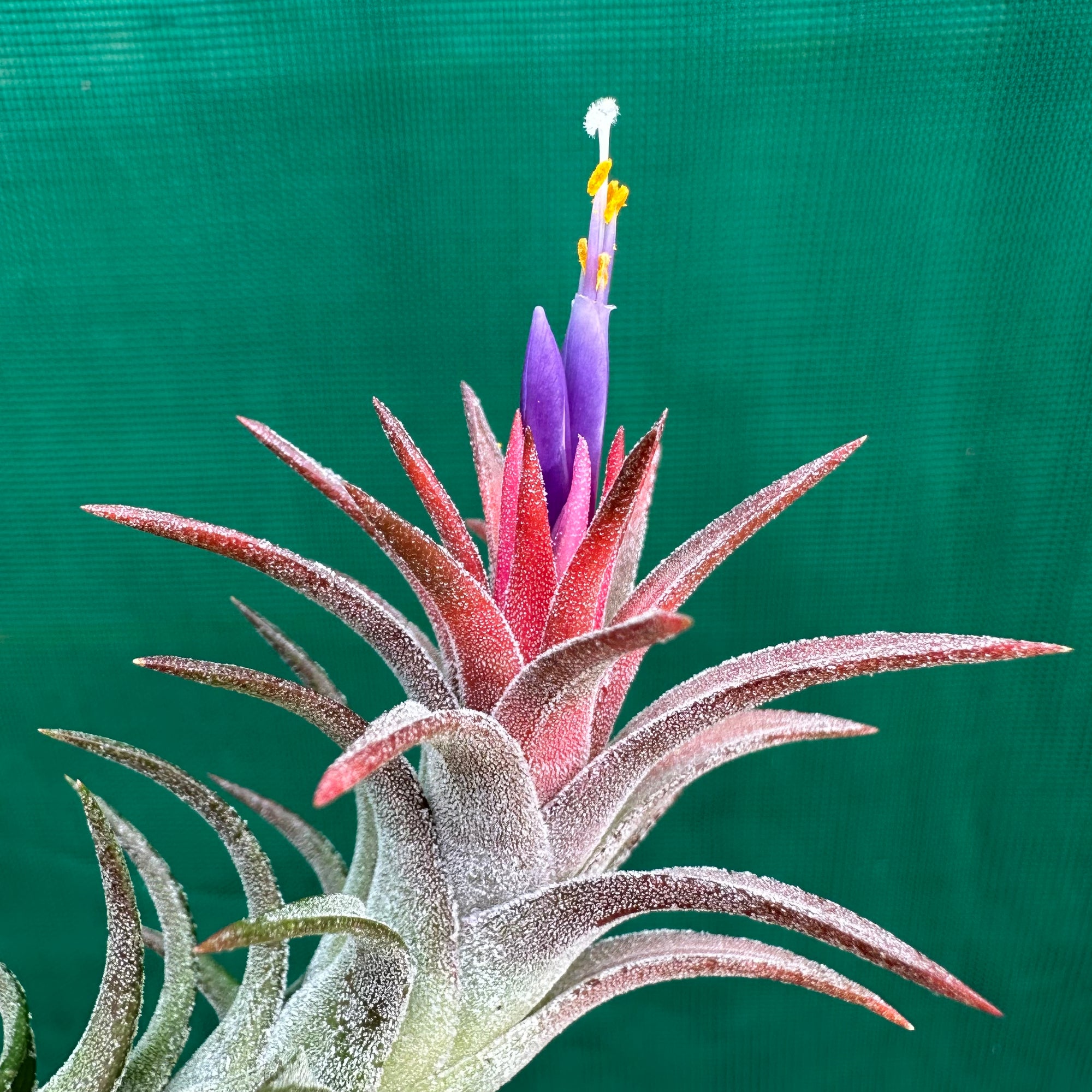 Tillandsia - vanhyningii ex. CC