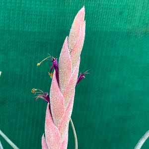 Tillandsia - Arhiza-Juliae x Pruinosa ex. BG