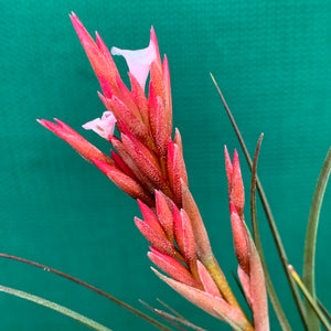 Tillandsia - Caulescens x Globosa ex. CL