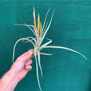 Tillandsia -  Lynnette