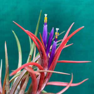 Tillandsia - capitata ‘Grosse Form’ NEW