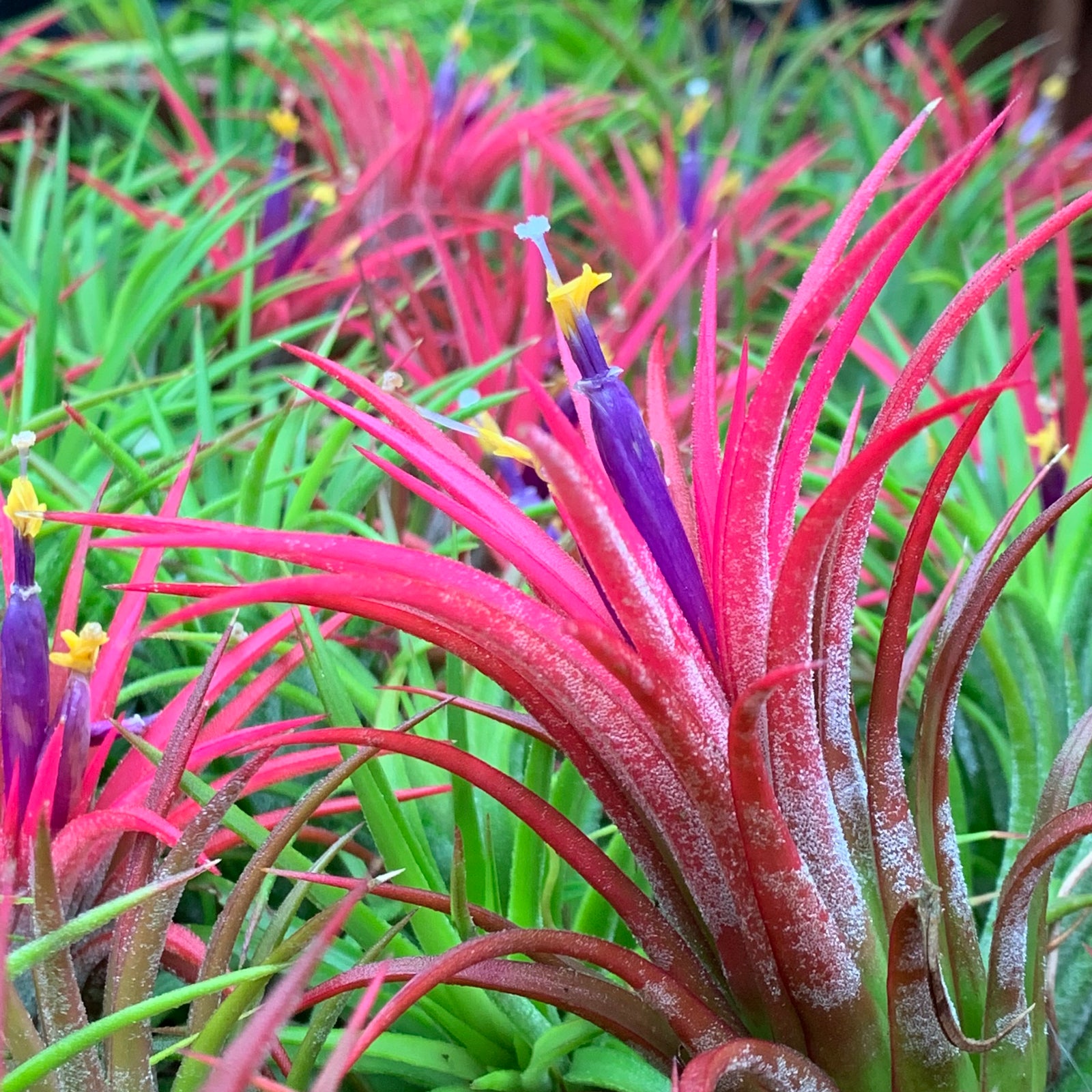 Tillandsia - ionantha ‘Curly Leaf’