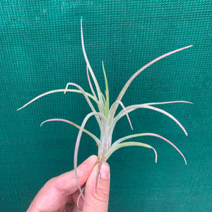 Tillandsia - Ionantha X Paucifolia