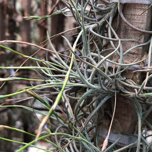 Tillandsia - bandensis (Fragrant)