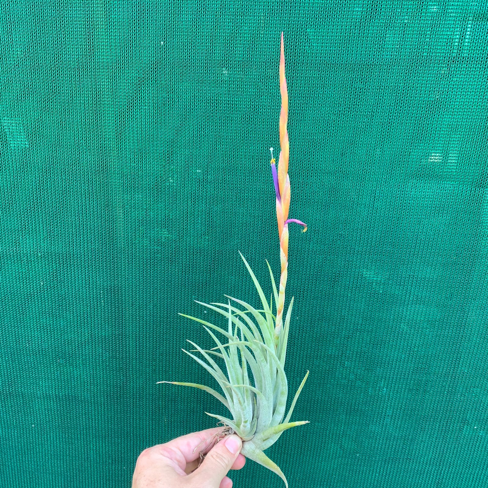 Tillandsia - pueblensis ex. CC
