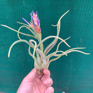 Tillandsia - Twisted Medusa ex. CC