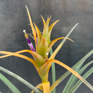 Tillandsia - capitata ‘Tall Yellow’ ex. OM