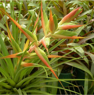 Tillandsia - Tina ex. CC