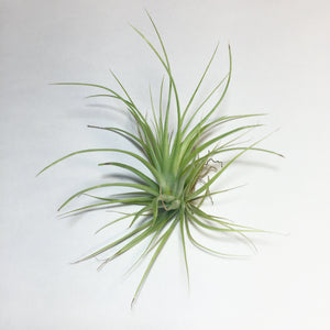 Tillandsia - stricta 'Bak' ex. CC