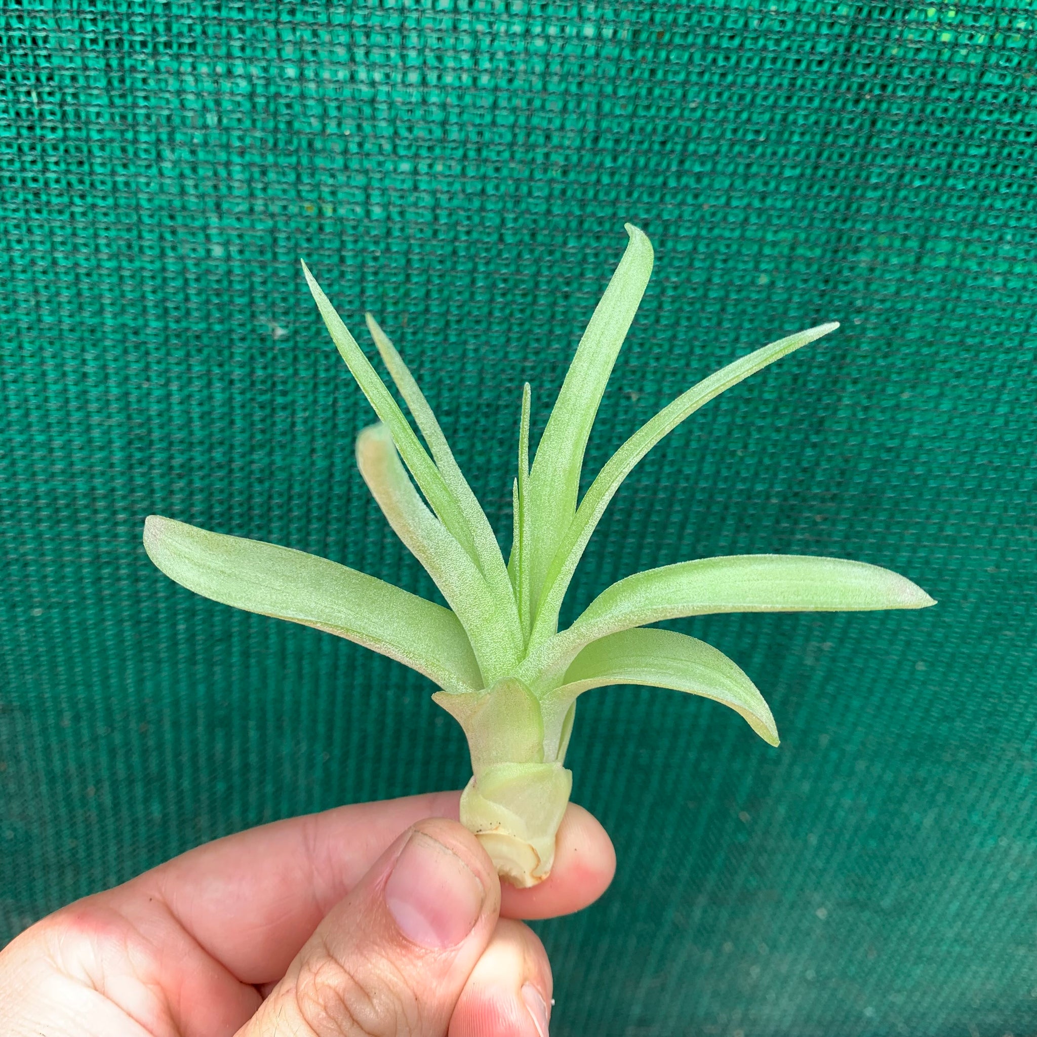 love knot air plant Tillandsia - Love Knot ex. CC