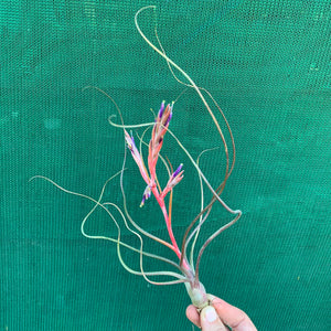 Tillandsia - butzii x bulbosa