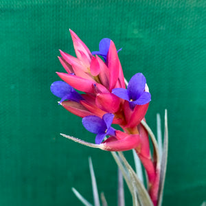 Tillandsia - Purple Gem