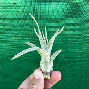 Tillandsia - Ehlersiana x Streptophylla (Nat. Hybrid) ex. BRT