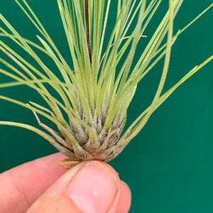 Tillandsia - filifolia