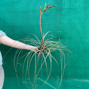Tillandsia - aff. botterii ex PT NEW