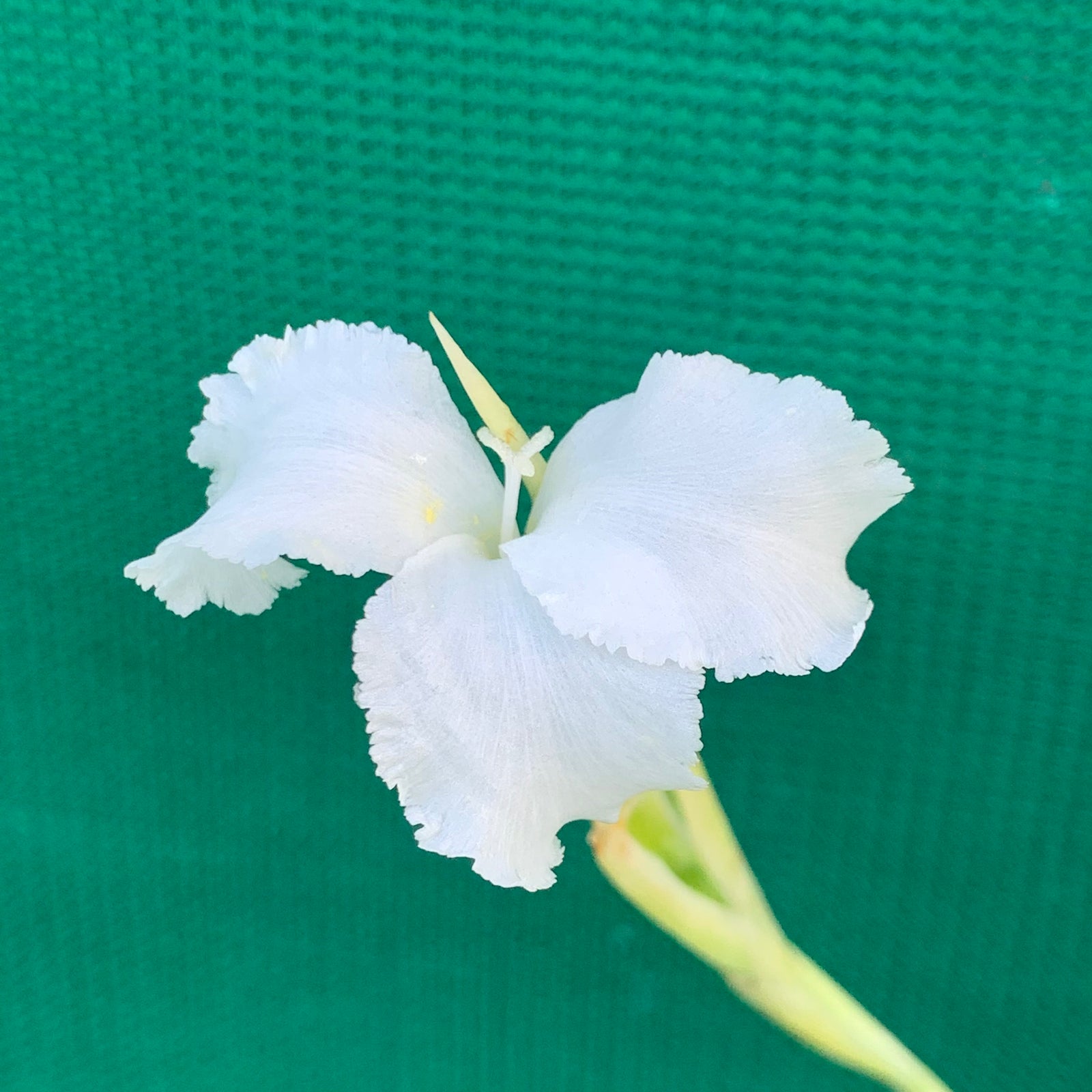 Tillandsia - diaguitensis (Fragrant)