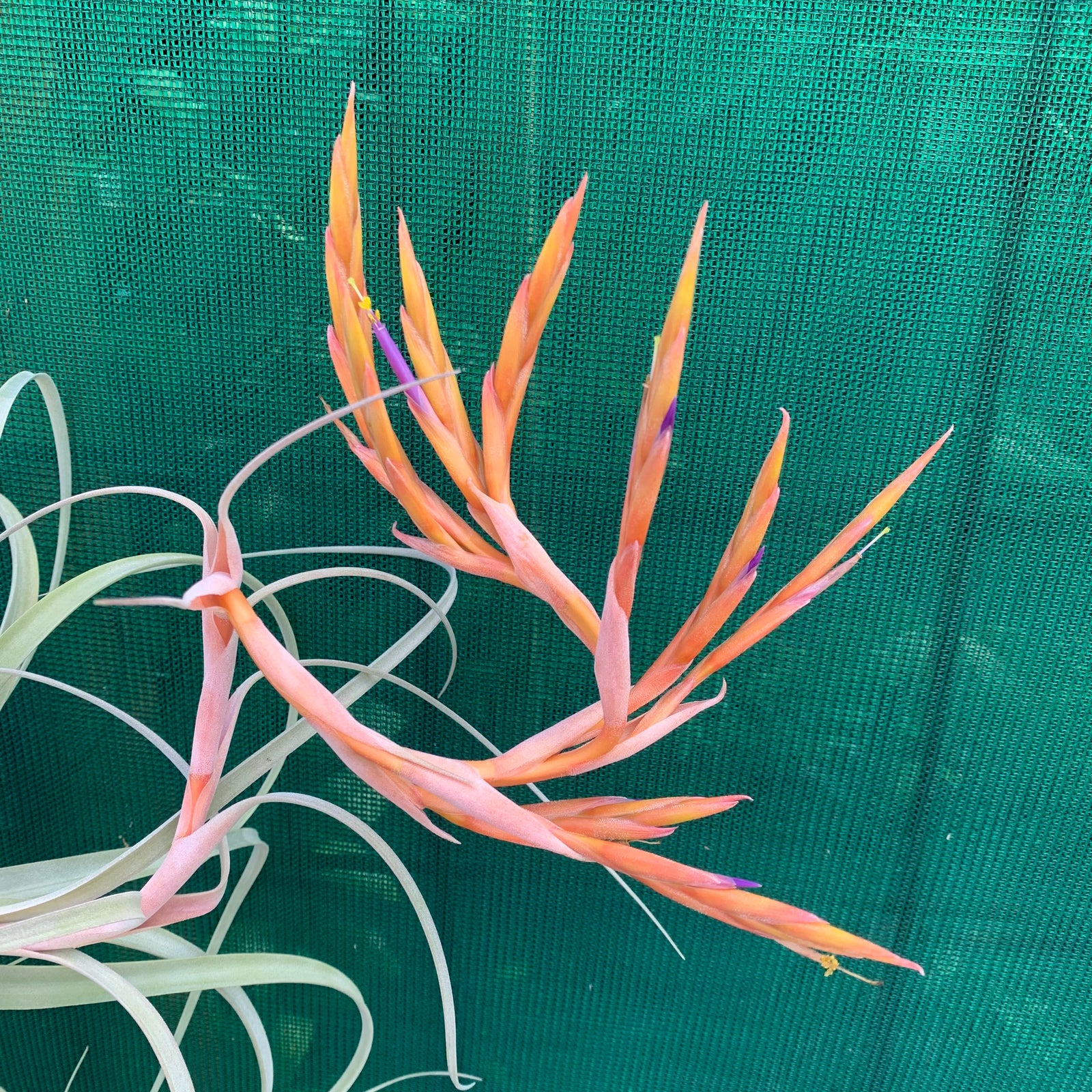 Tillandsia - Crowning Glory ex. PT