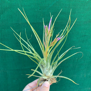 Tillandsia - Orange Crush