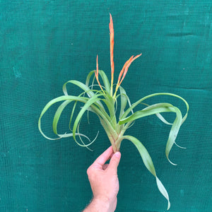 Tillandsia - Flabellata