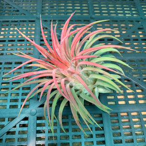 Tillandsia - ionantha ‘APD006’ NEW