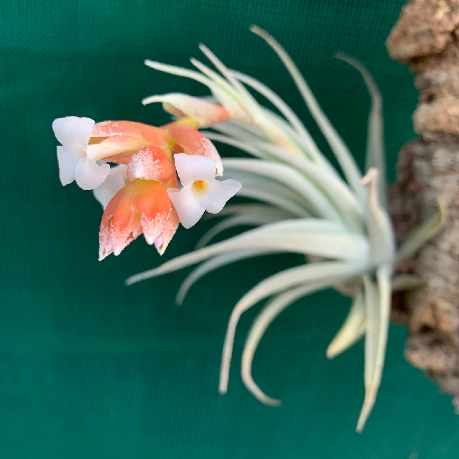Tillandsia - subsecundifolia
