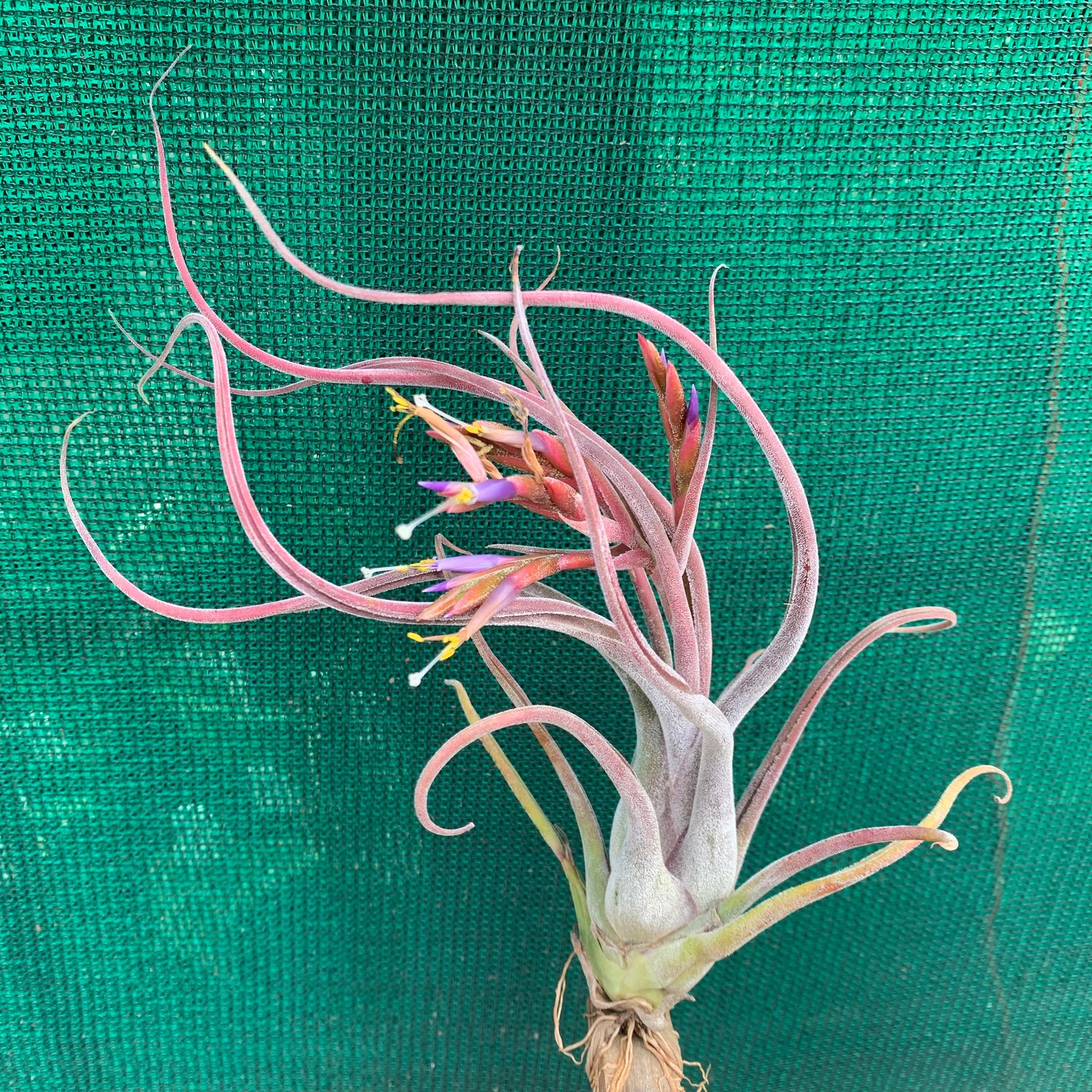 Tillandsia - Dimmit’s Delight
