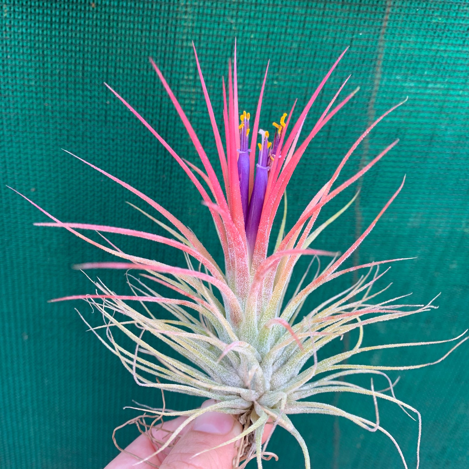 Tillandsia - ionantha ‘Guatemala’
