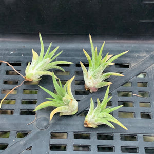 Tillandsia - Ionantha ‘Pink Champagne’