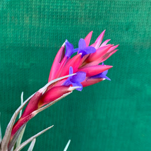 Tillandsia - Purple Gem