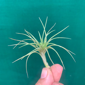 Tillandsia - tenuifolia 'Bonsall Beauty'