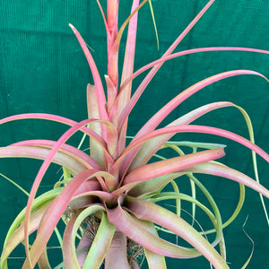 Tillandsia - rothii NEW