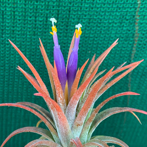 Tillandsia - ionantha ‘Orange’ ex. BH