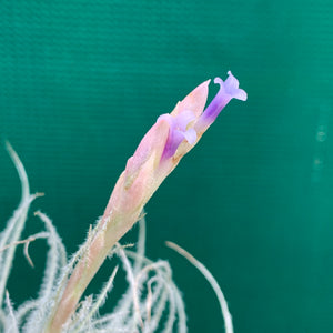 Tillandsia - Tectorum ‘Enano’