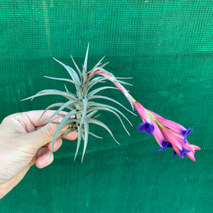 Tillandsia - aeranthos ‘Recurved Leaf’ ex. FE