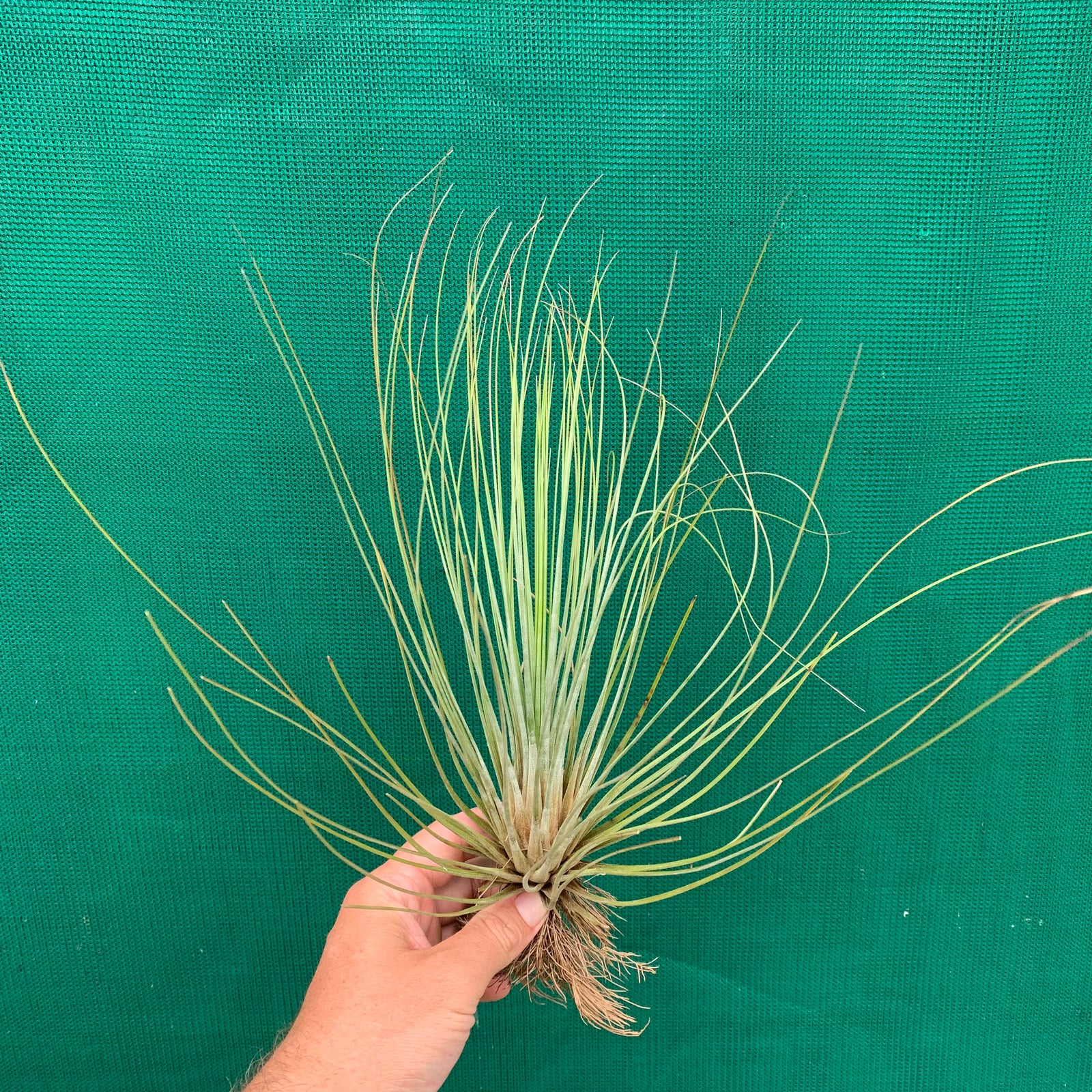 Tillandsia - juncea ex. CC