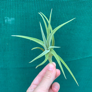 Tillandsia - edithae ‘Bolivia’ ex. PT