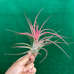 Tillandsia - Success Story ex. RFI