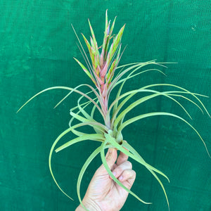 Tillandsia - concolor x streptophylla ? RFI NEW