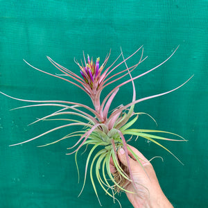 Tillandsia - Sparkler ex. NR