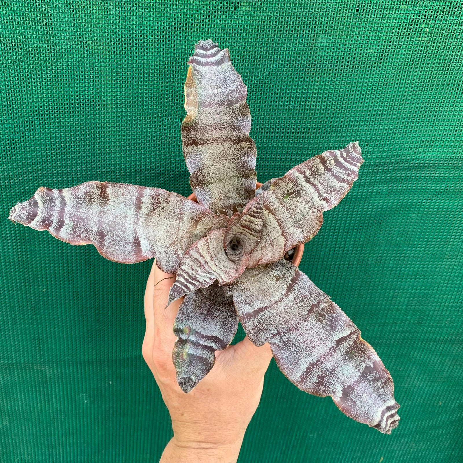 Cryptanthus - Midnight