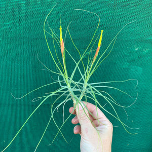 Tillandsia - schiedeana (Wholesale)