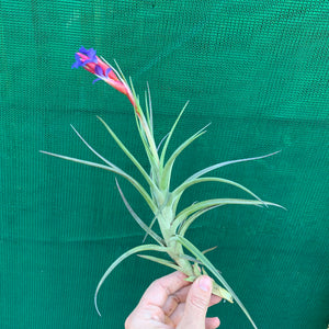 Tillandsia - Winkleri ex. PT