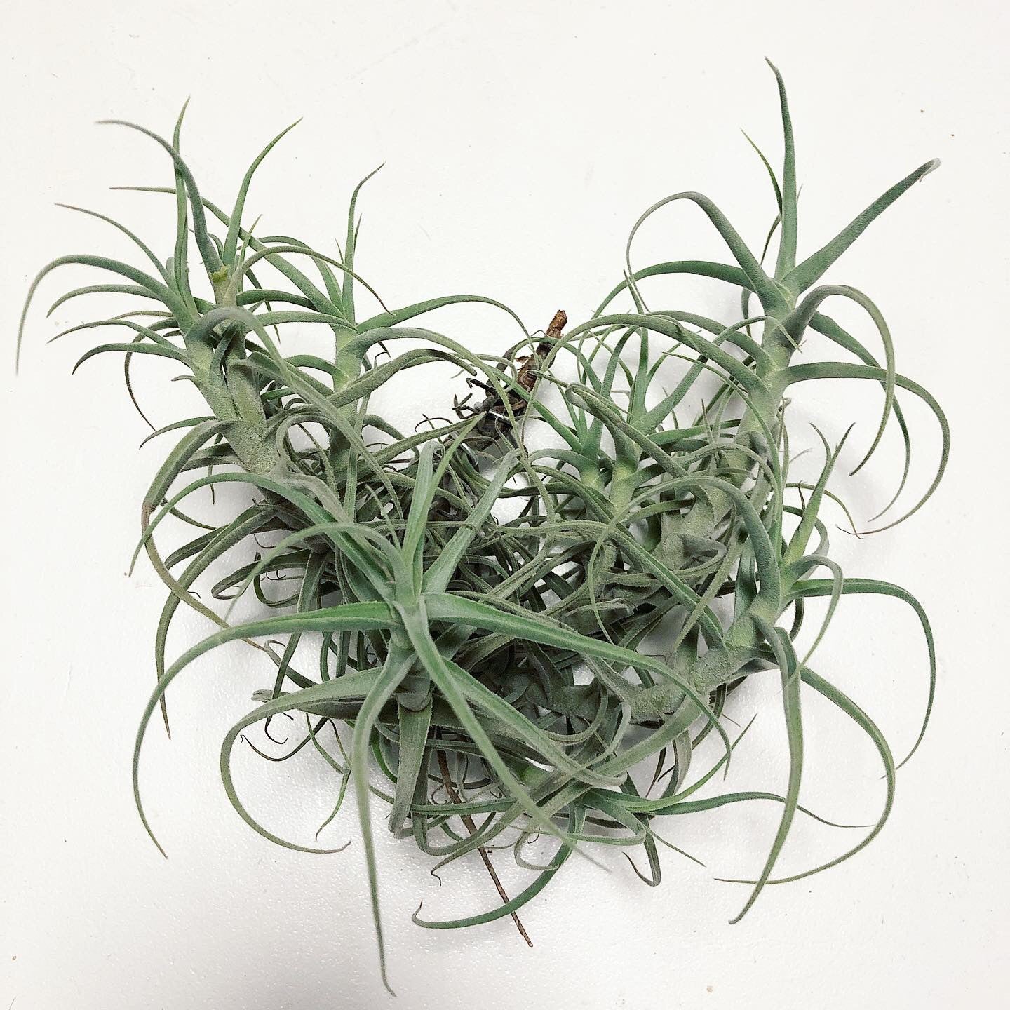 Tillandsia - paleacea