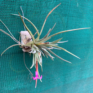 Tillandsia - argentina