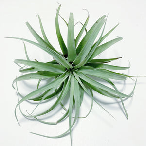 Tillandsia - Betty