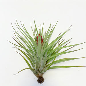 Tillandsia - Hal’s Nidus