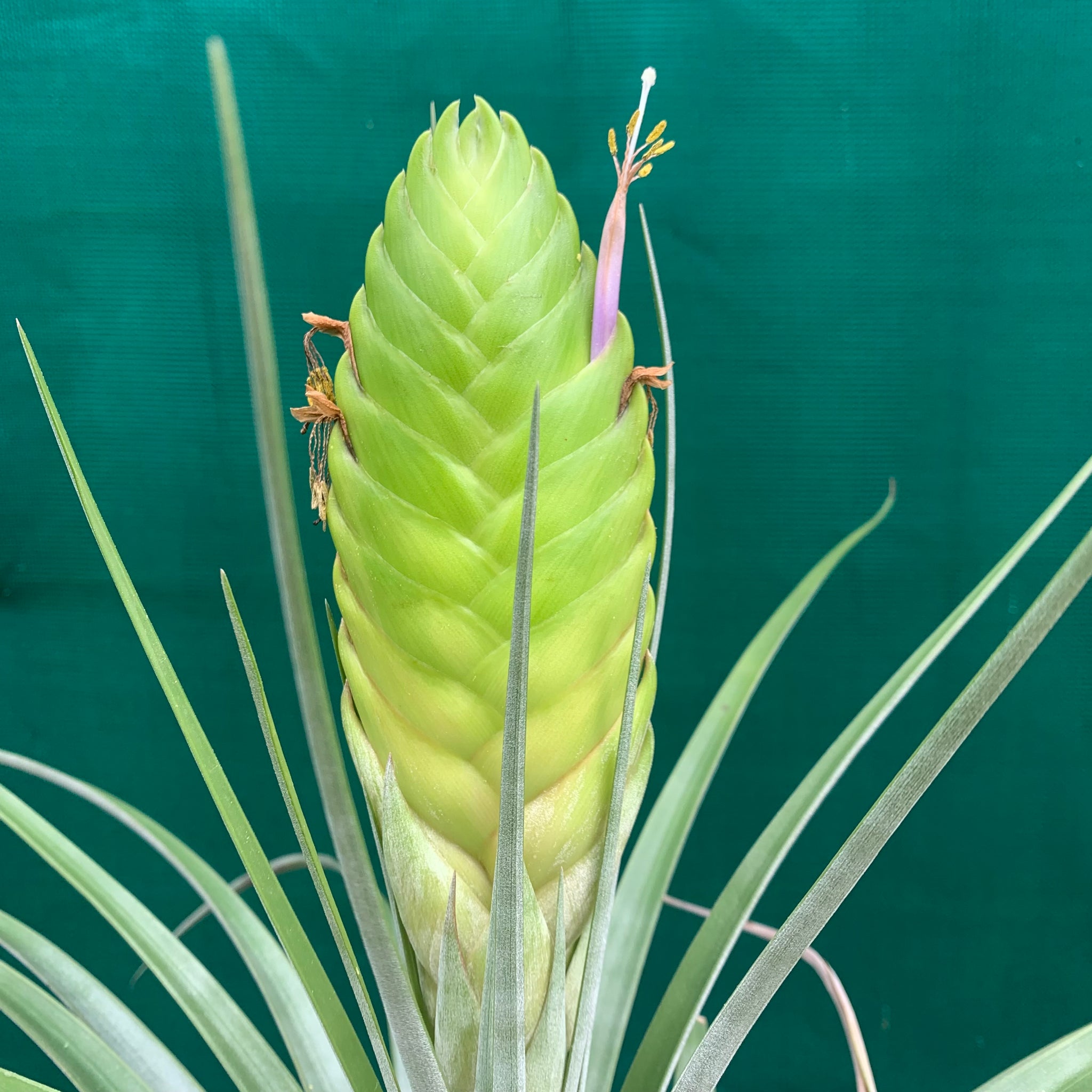 Tillandsia - jaliscomonticola - Air Plant Decor