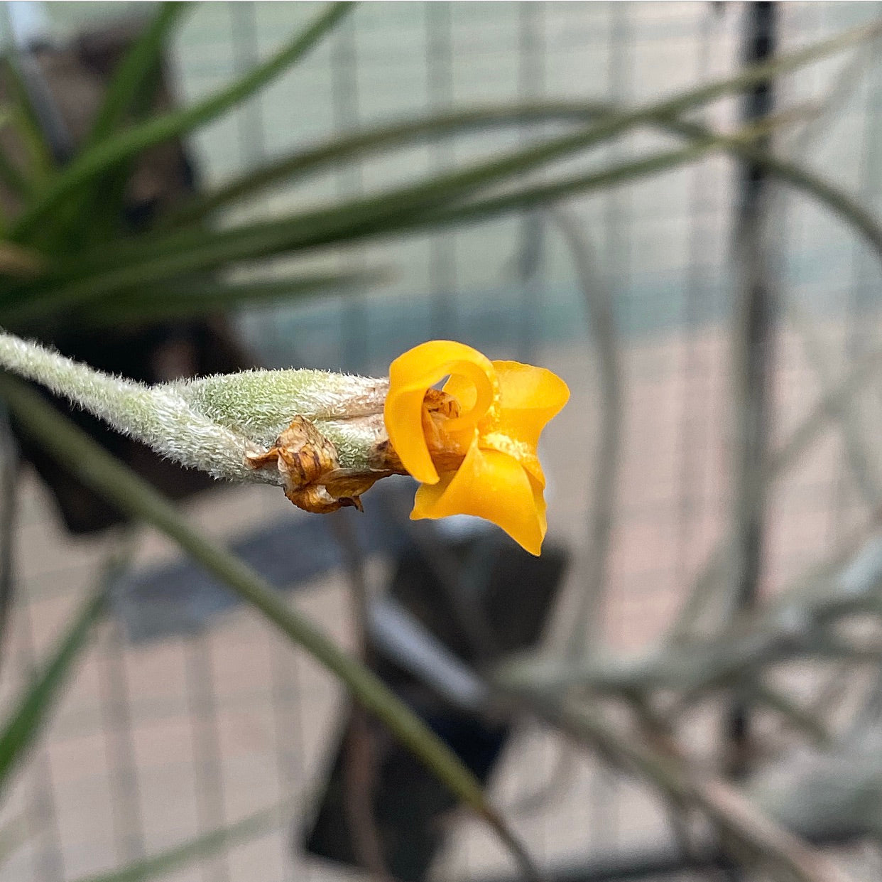 copper penny air plant Tillandsia - Copper Penny x crocata 'Orange' (Fragrant)